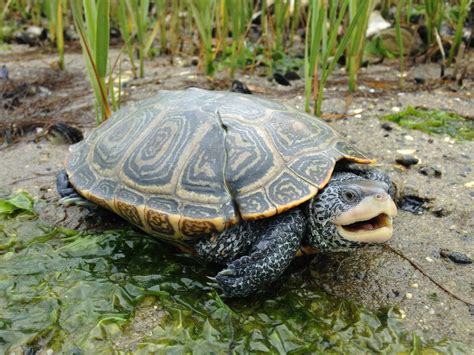 Northern Diamond-backed Terrapin | Mass.gov