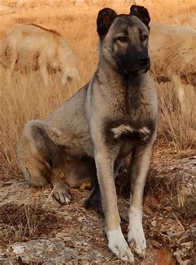 SİVAS ORİJİNAL KANGAL KÖPEK YAVRUSU ÜRETİM ÇİFTLİĞİ