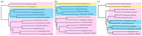 Wētā Aotearoa—Polyphyly of the New Zealand Anostostomatidae (Insecta ...
