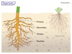 Image result for Time Topic Taproot