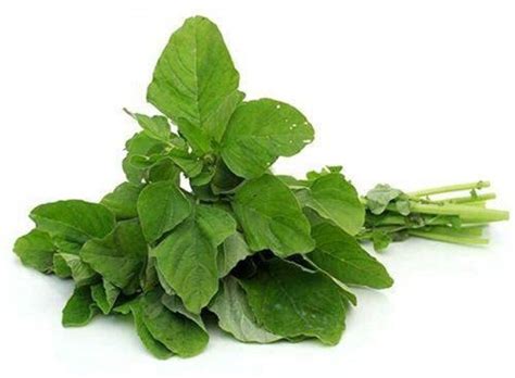 KANAYA Amaranthus Green Saag Cheera Hybrid Spinach Seed Price in India ...