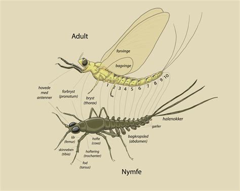 ArtStation - Mayfly Lifecycle, Anatomy and Key for Species Recognition