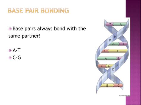 Base pair Structure 的图像结果