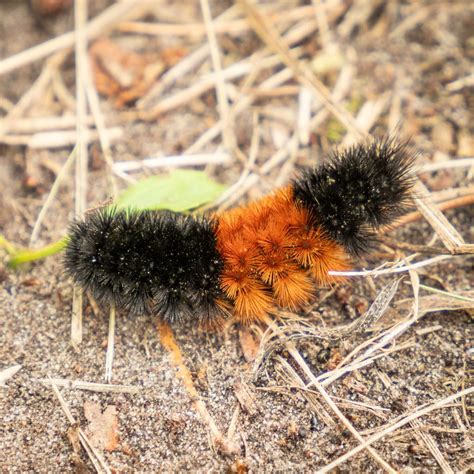Banded Woolly Bear Caterpillar - Nature Companion