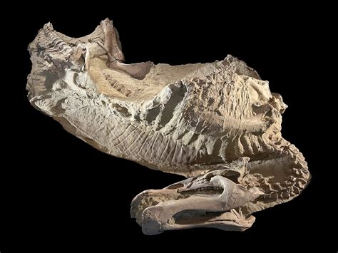 'Stunningly preserved' dinosaur 'mummies' discovered in Wyoming have ...