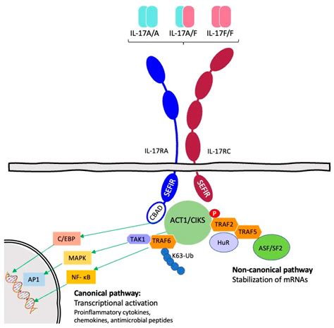 Pathogenic Role of IL-17 and Therapeutic Targeting of IL-17F in ...