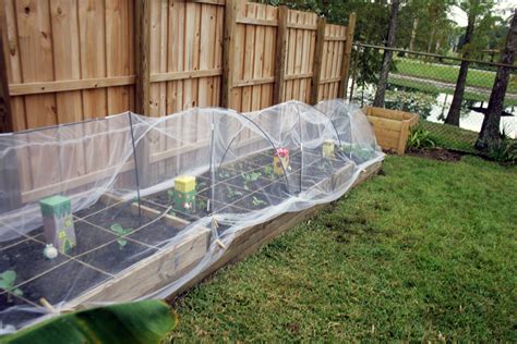 Raised Beds With Ground Cover at Dorathy Quinones blog