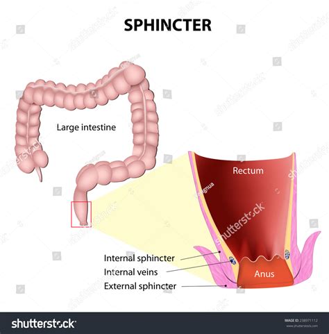 Sphincters Anatomy Lower Rectum Anus Showing: เวกเตอร์สต็อก (ปลอดค่าลิขสิทธิ์) 238971112 - anatomy of rectum