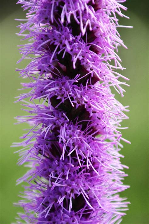 Liatris Spicata Seeds Canada, Blazing Star Indigenous Wild Flower, Purple Dense Marsh Spiral ...