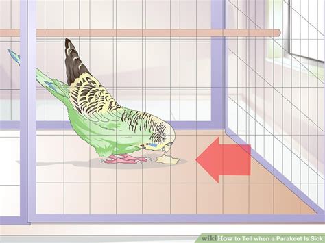 Sick Parakeet 的图像结果