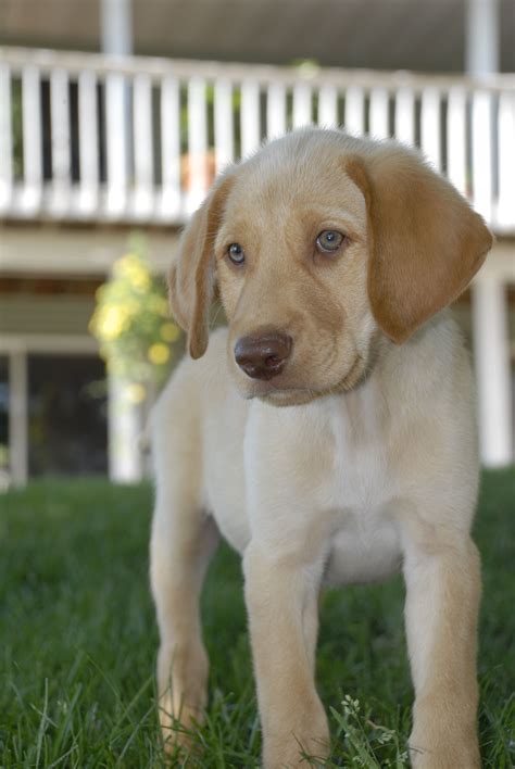 Yellow Lab 的图像结果