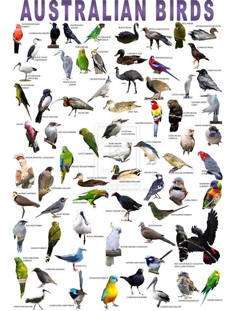 Australian Birds With Name