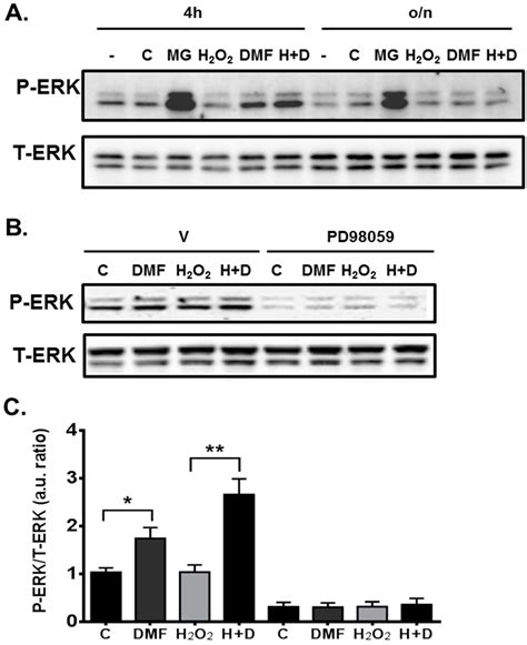 Dimethyl Fumarate Protects Neural Stem/Progenitor Cells and Neurons ...