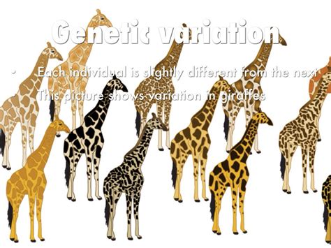 Image result for Variation Natural Selection