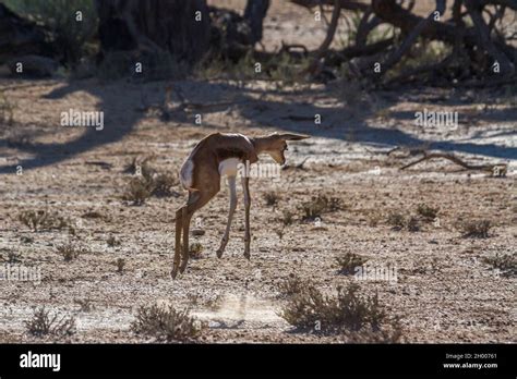 Image result for Baby Springbok