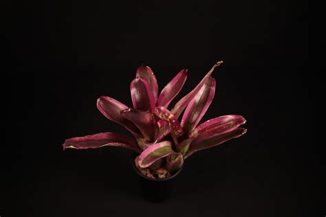 【送料無料】Neoregelia 'Jabberwock' albo-marginata 子株付き〔ネオレゲリア〕現品発送N0419 ...