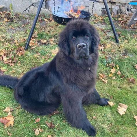 De Worming Dogs Naturally 的图像结果