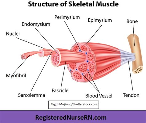 Image result for Skeletal Muscle Tissue Function