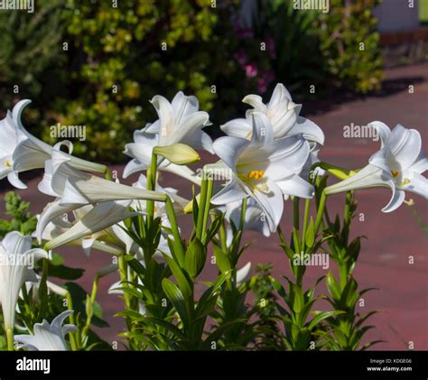 Glorious Lilium candidum Madonna Lily a plant in the genus Lilium, one of the true lilies ...