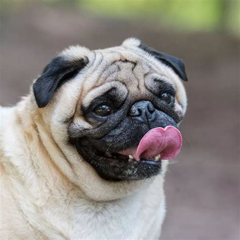 Are French Bulldogs Dangerous Dogs