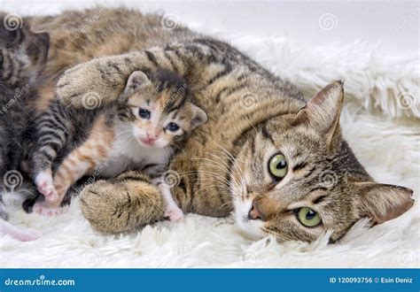 Mother Cat and Cute Baby Kitten Cat Stock Photo - Image of cute, baby ...