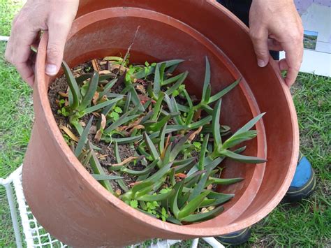 Communitree - Beginner's Fynbos Propagation (closed event)