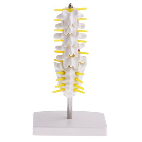 Buy SM SunniMix 5.90inch Anatomical Human Spine Skeleton Model, 5 ...
