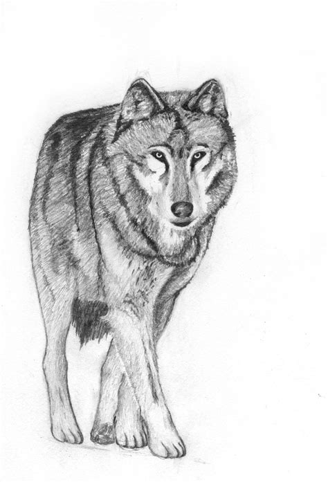 Image result for Easy Drawings of Wolves