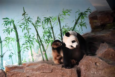 Photos Chine : un panda géant au Shandong — Chine Informations