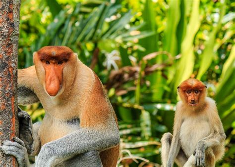 Borneo