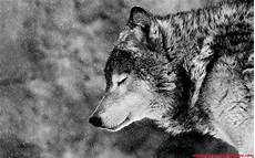 Wolf Wallpaper For Computer by Lone Wolf Wallpaper 183 Wallpapertag Wolf Wallpaper For Computer