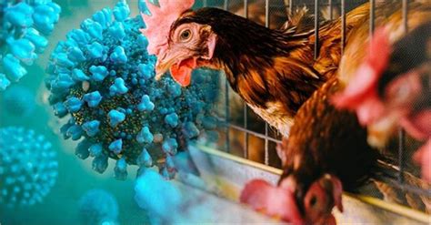 WHO Alert: हो जाएं सावधान! इंसानों के लिए इस बड़ी महामारी का लगातार बढ़ ...