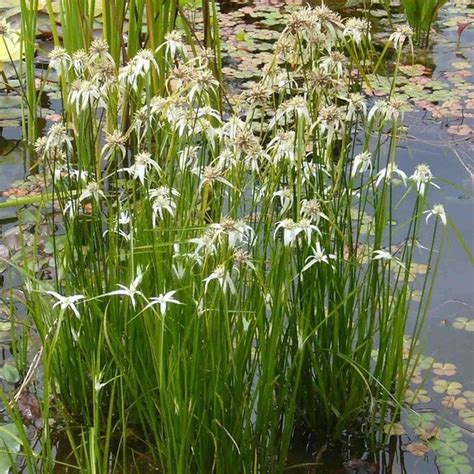 24 perennial water loving plants for damp areas in your garden – Artofit