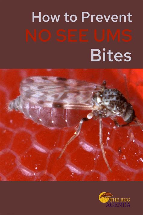 How to Prevent No see Um Bites (Includes Tips & Products)