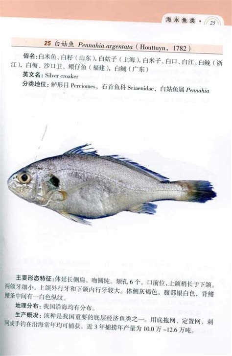 水产图鉴,水产名称图片大全,常见鱼苗图鉴(第2页)_大山谷图库