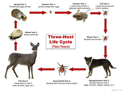 Life Cycle Of A Deer