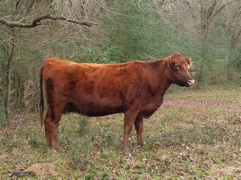 30 - Certified Red Angus Cows (HERD DISPERSAL) - Texas