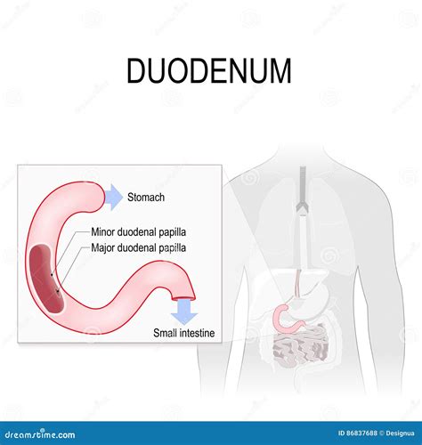 Anatomy Of Duodenum
