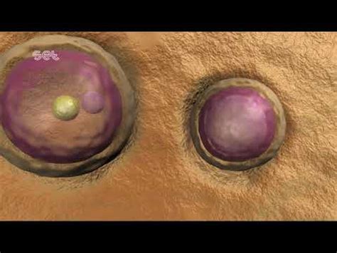 Image result for Oogenesis Animation