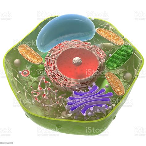 Plant Cells 3d