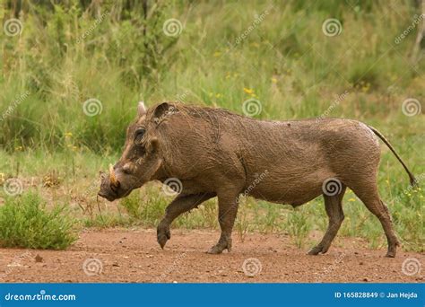 Pumba, the Wild Warthog Phacochoerus Africanus or Common Warthog ...