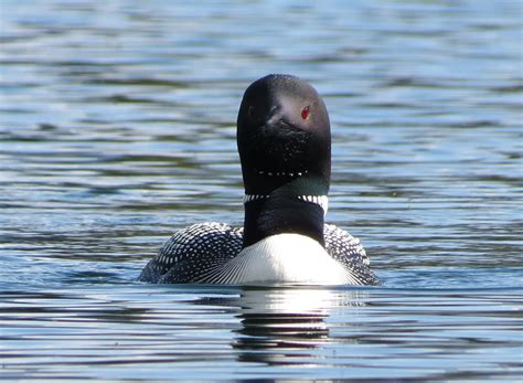Male And Female Common Loon
