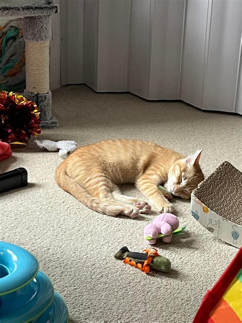 4 month old kitten condition *any help appreciated* : r/catcare