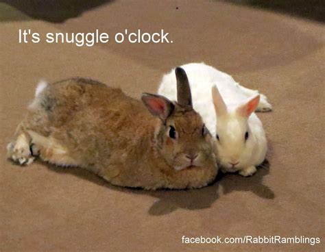 Snuggle O'Clock Bunny Meme