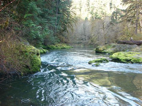 Elevation of Fall Creek Trailhead #1, Big Fall Creek Rd, Fall Creek, OR ...
