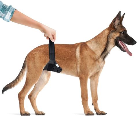 Vet'sBest Vet's Best Washable Male Dog Wrap, Large/X-Large, India | Ubuy