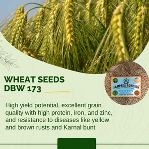 Sampada Agritech | Brown Wheat Seeds | DBW 173 Wheat Seeds for Sowing ...