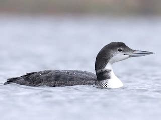 Common Loon - eBird
