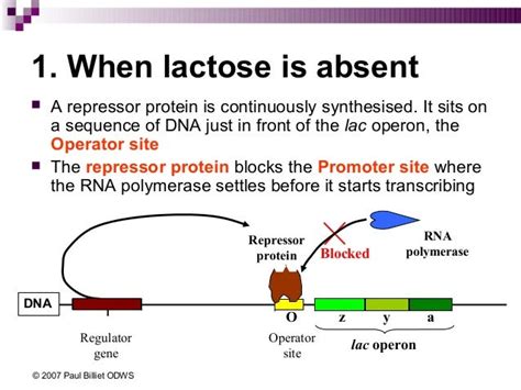 Image result for Lac Operon Flow Chart