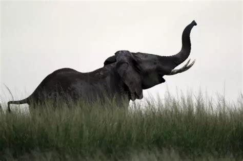 Elephants On The Path To Extinction As India Sees A Rise In Illegal ...